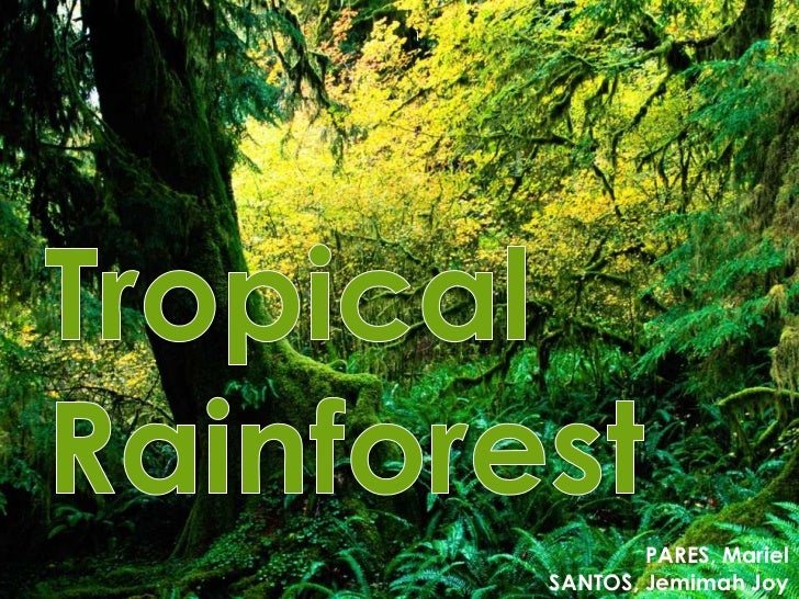 Tropical Rainforest Pictures 85