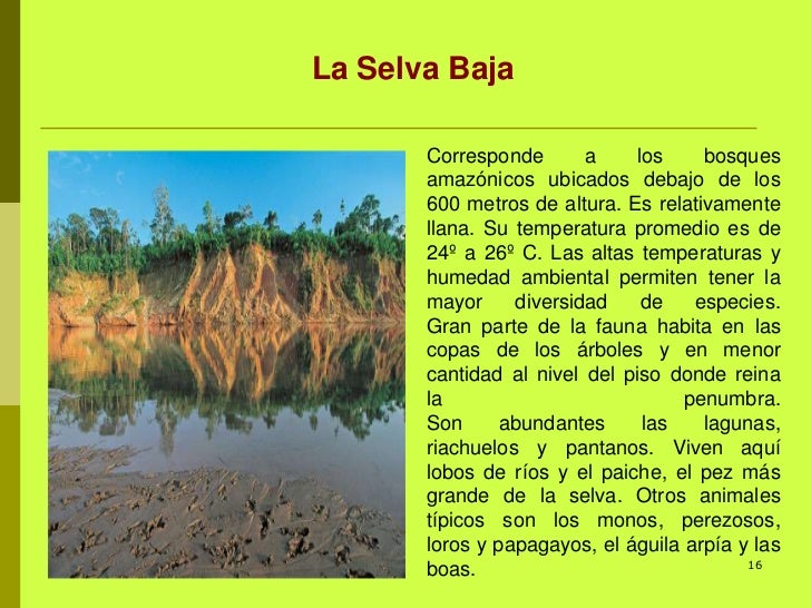 Datos Curiosos De La Selva Baja