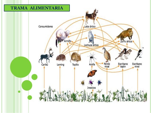 Ecosistemas - Biologia de Segundo Año - Profesora Lourdes Levy - Febr…