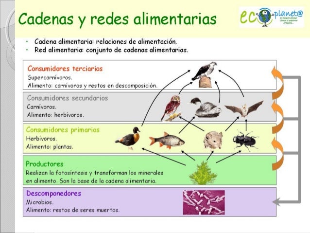 cadenas y redes alimenticias del ecosistema ecosistemas cadenas y redes alimentarias icvc cadenas y redes alimenticias del ecosistema ecosistemas cadenas y redes alimentarias icvc