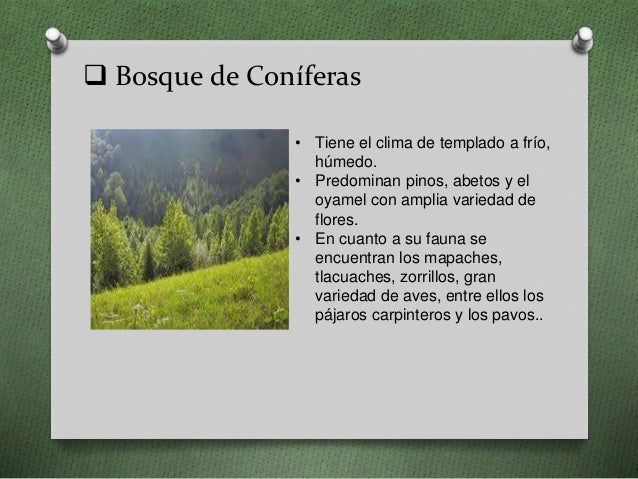 bosque de coníferas tiene el clima de templado a frío bosque de coníferas tiene el clima de templado a frío