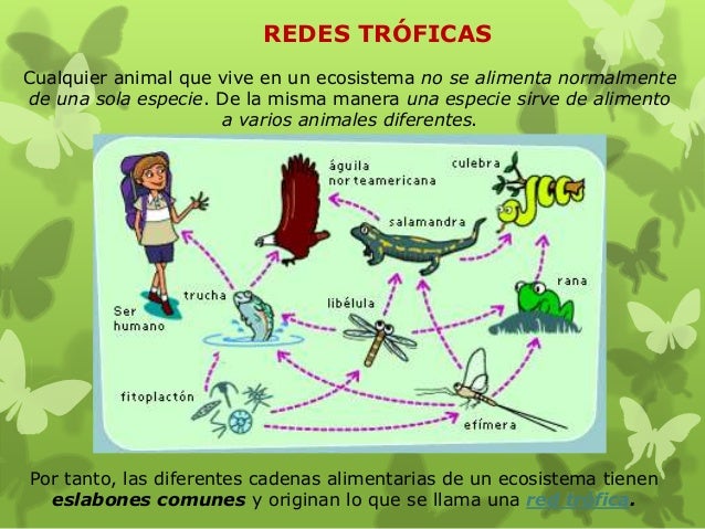 ejemplos de cadenas troficas con nombres redes tr 243 ficas con nombres imagui ejemplos de cadenas troficas con nombres redes tr 243 ficas con nombres imagui