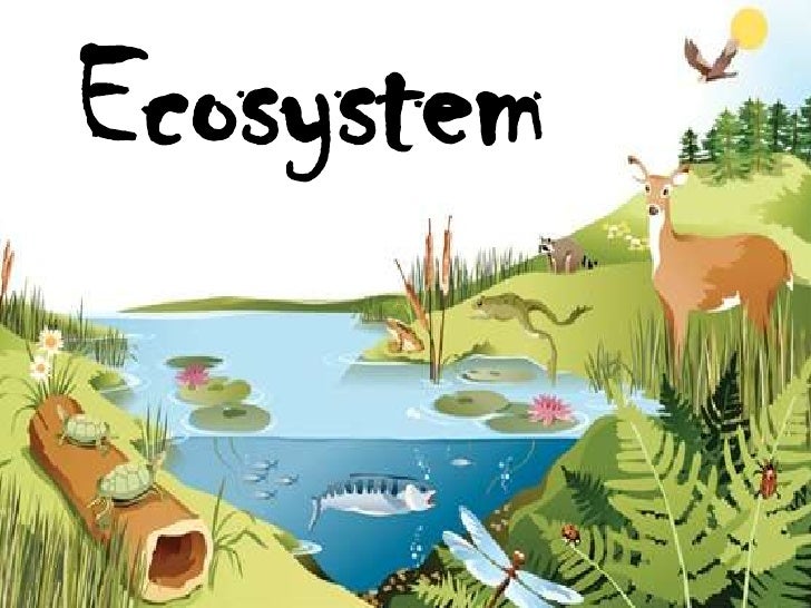 Ecosystem Ecosystem