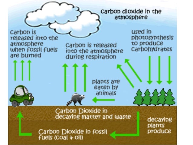 chemosynthesis in the chemosynthesis in the