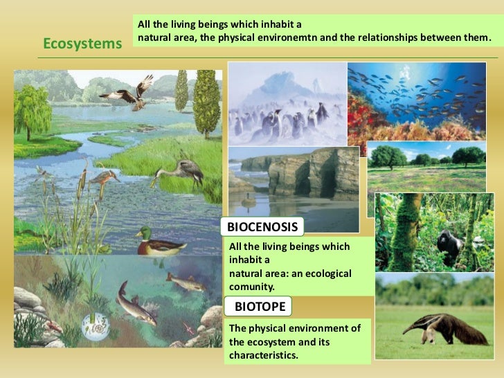 All the living beings which inhabit a             natural area, the physical environemtn and the relationships between the...