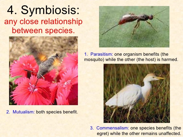 what is an example of a symbiotic relationship in the tropical rainforest