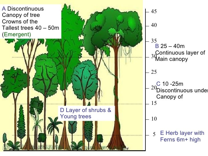Geography for the IGCSE wiki Unit 2 Weather, climate and ecosystem
