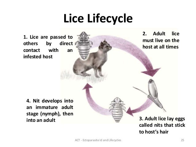 can lice live on dogs ectoparasites can lice live on dogs ectoparasites