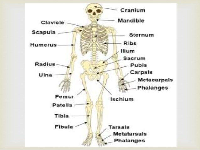 a description of the skeletal system An overview of the skeletal system bones, ligaments, cartilage, and joints maintain the shape of the body joints and ligaments the six types of freely movable . a description of the skeletal system An overview of the skeletal system bones, ligaments, cartilage, and joints maintain the shape of the body joints and ligaments the six types of freely movable .