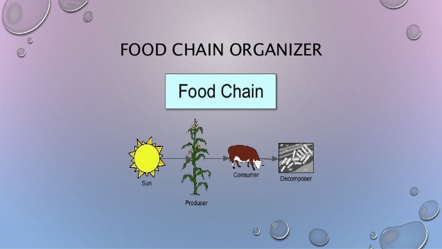 100 ready to use graphic organizers food web and food chain venn diagram