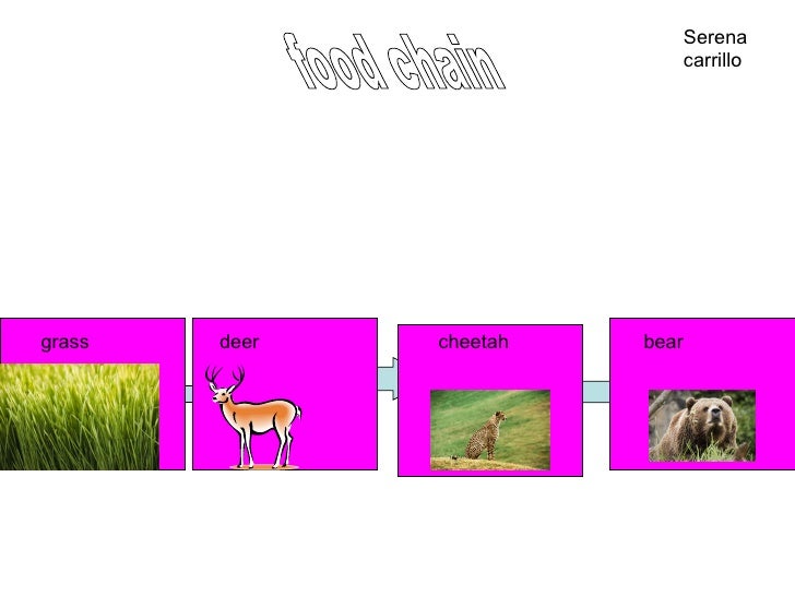 Leopard Food Chain Leopard Food Chain