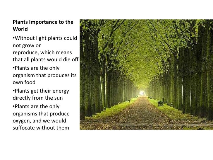 Buy research papers online cheap the effects of light on plants