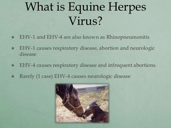ehv-1 symptoms in horses