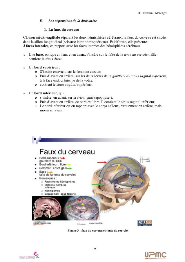 Tumeur Cerveau Localisation