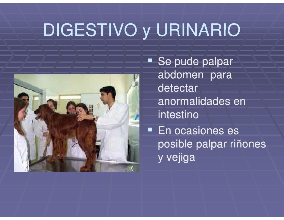 En el departamento de pecho de la columna vertebral se encuentra