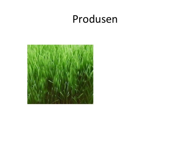 Ekologi Hewan
