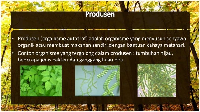 Image Result For Kutu Laut Image Result For Kutu Laut