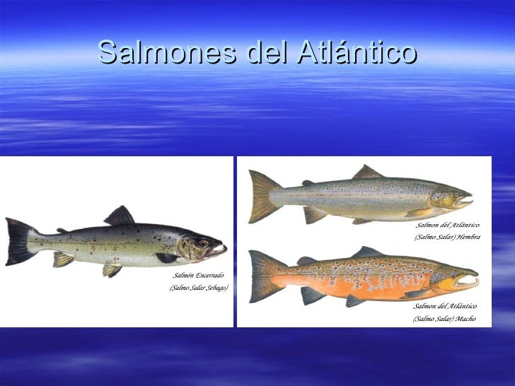El Salmon