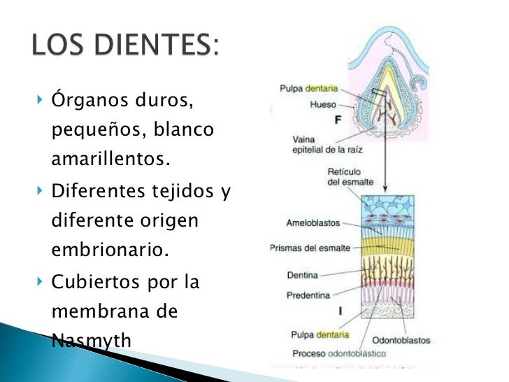 El Sistema Dentario