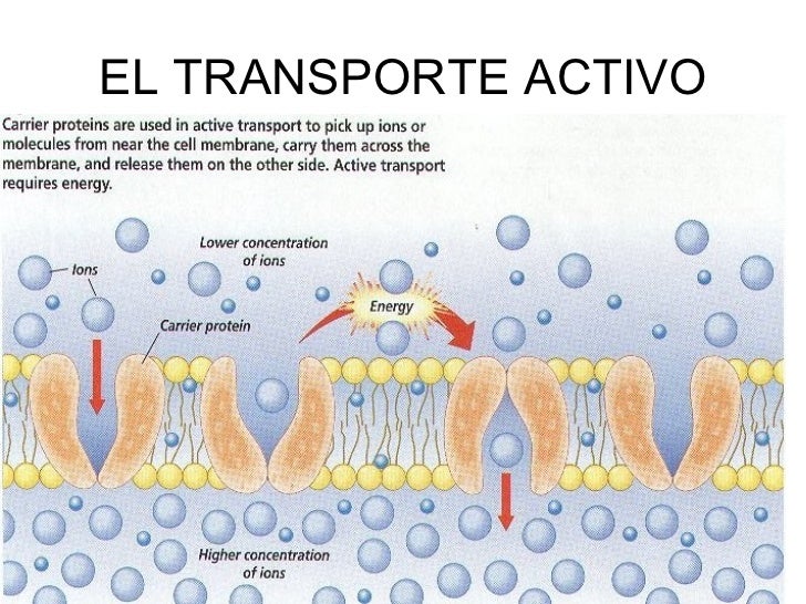 el transporte celular