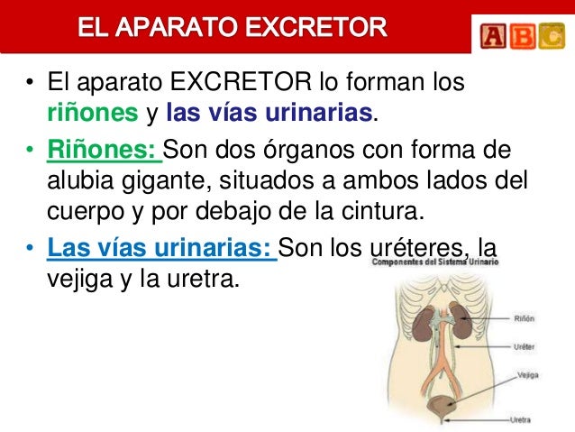 A la osteocondrosis enmudecen las manos como curar