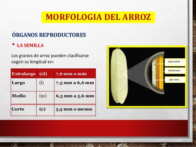 El arroz