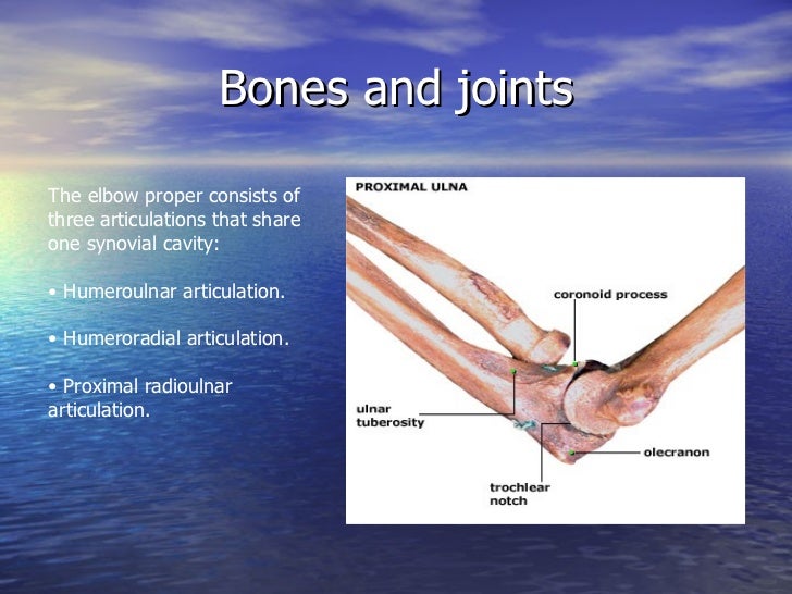 Elbow Anatomy And Examination
