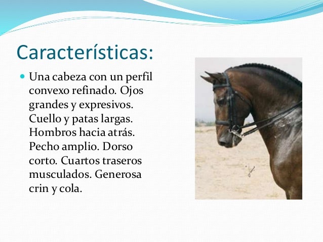 El caballo español