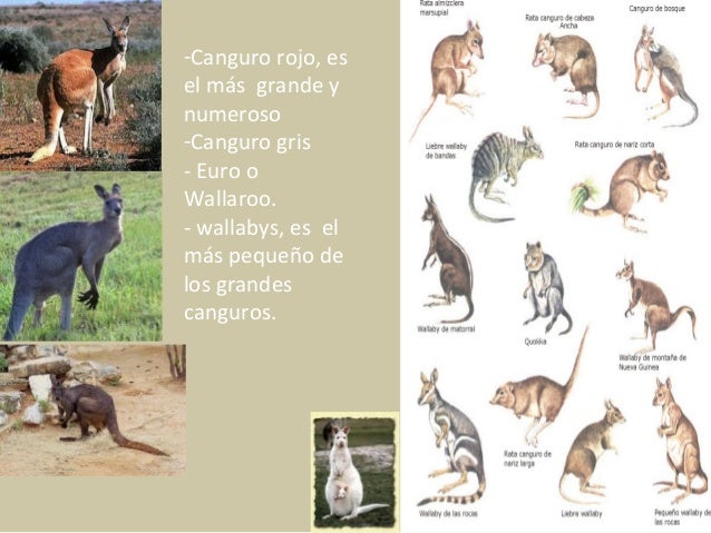 El canguro