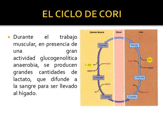 El ciclo de cori