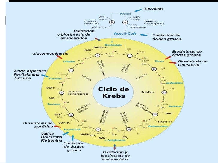 El ciclo de krebs