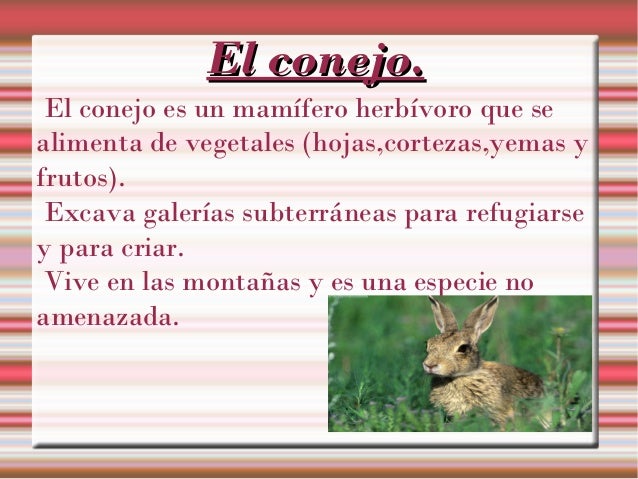 El conejo