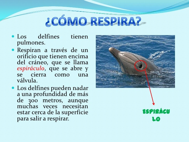 El delfín
