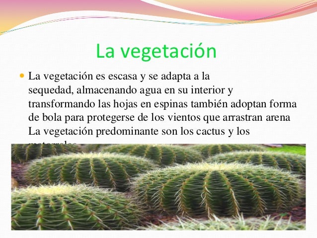 El desierto cálido El desierto cálido
