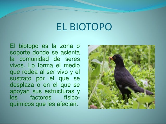 EL BIOTOPO
El biotopo es la zona o
soporte donde se asienta
la comunidad de seres
vivos. Lo forma el medio
que rodea al se...