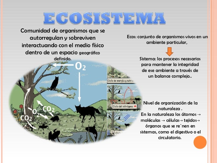 El ecosistema y su Estructura