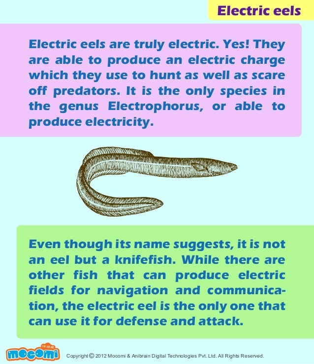 Electric Eels Facts