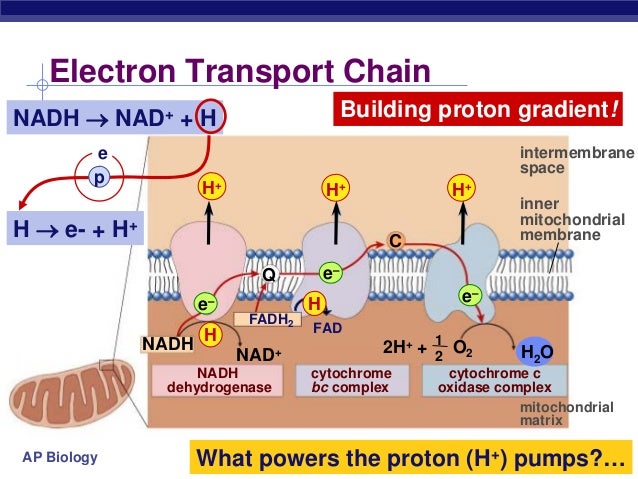 Oxygen Is A Product Of The Electron Transport Chain. Electron transport chain
