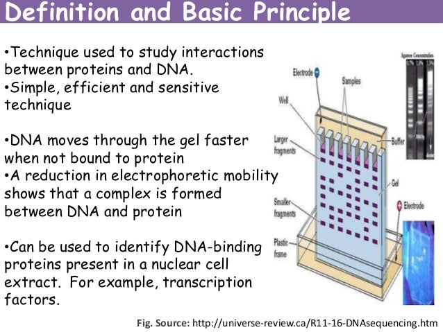 Electrophoretic mobility shift assay (EMSA) for detecting protein