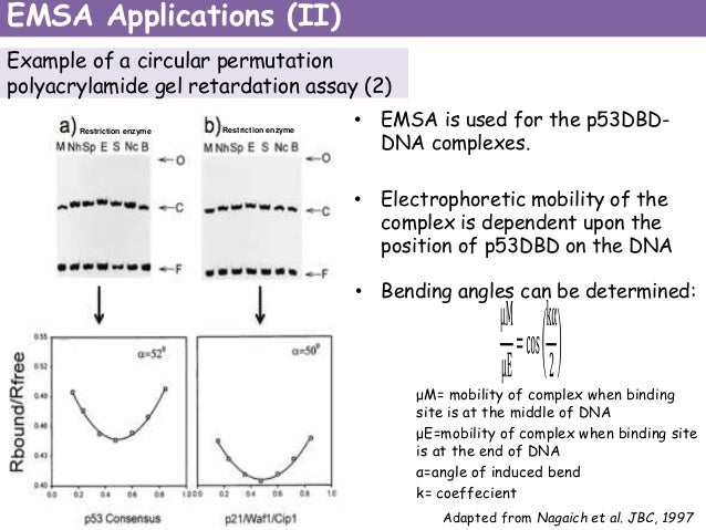Electrophoretic mobility shift assays - Nature Methods