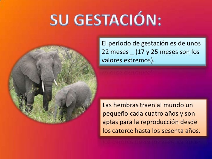 ELEFANTE AFRICANO