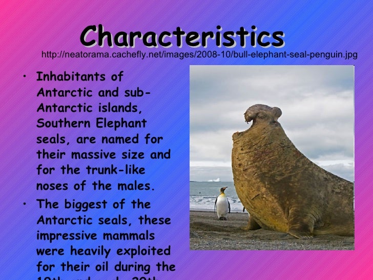 Elephant seals
