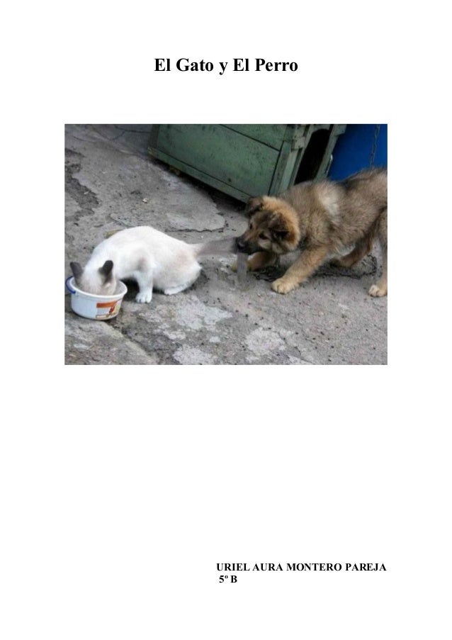 El gato y el perro