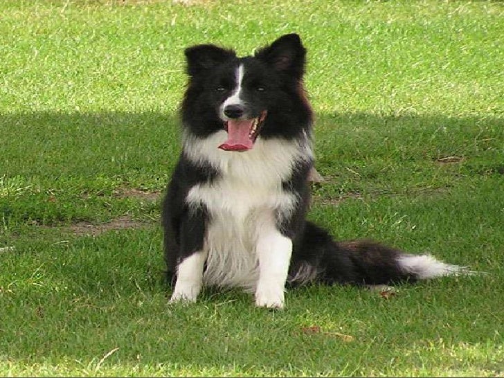 El gos més intel·ligent