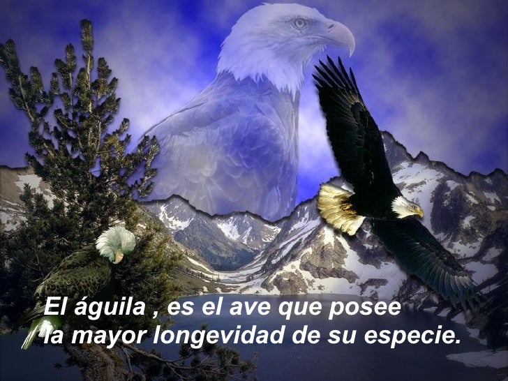El águila , es el ave que posee  la mayor longevidad de su especie. 