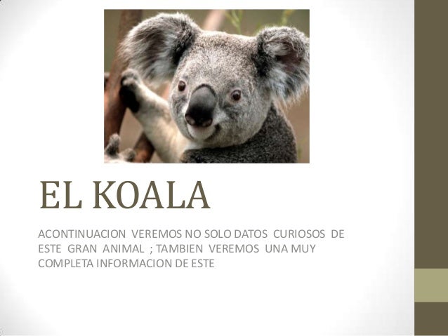 Como Se Dice Koala En Inglés