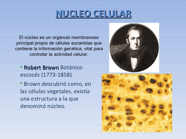 El nucleo