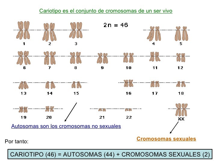 El nucleo celular y los cromosomas