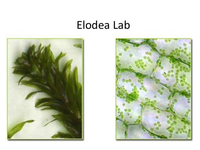 elodea cell diagram elodea lab 2014 elodea cell diagram elodea lab 2014