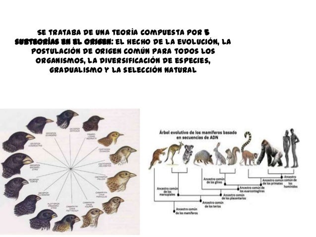 El origen de las especies
